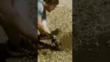 Adorable Armadillo Rescue!