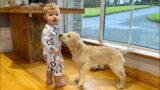 Adorable Baby Boy Plays With Retriever Puppy And Cats! (Cutest Laugh Ever!!)