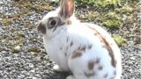 Against all odds – It’s ALIVE and THRIVING – The runaway pet bunny rabbit.  Oh so beautiful!