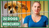 Amanda Rescues 32 Dogs!  | Amanda To The Rescue
