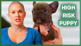 Amanda Rescues Puppy Struggling With Hydrocephalus | Amanda To The Rescue