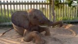 An Elephant Escort for Phabeni as Lundi & Setombe Care for the New Baby