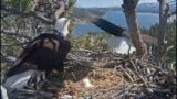 As the Eggs Roll, the Nest of the Eagles Jackie & Shadow on Big Bear Lake grows. 3 20 2024