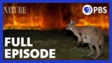 Australian Bushfire Rescue | Full Episode | NATURE | PBS