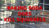 BAKING SODA DOES KILL SQUIRRELS (This Squirrel Killed all my chicks and turkey chicks.)