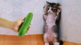 Bark and Meow Comedy: The Ultimate Funny Pet Compilation