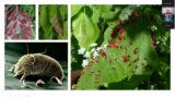 Beech Leaf Disease and Forest Health