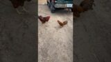 Big Rooster to The Rescue #shortvideo #chicken #rooster #roosters