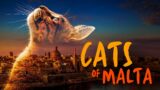 Cats of Malta | Kitten Documentary | Free Full Movie