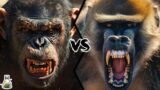 Chimpanzee vs Baboon – Who Would Win in a Fight?