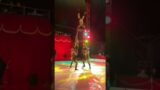 Circus Fantasia Colchester 2024 #circus #fantasia #colchester #essex #adventures