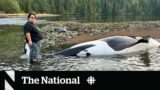 Community races to save orca calf after mother drowns