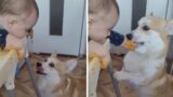 Corgi to the rescue: Adorable pup helps baby get clean #shorts