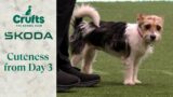 Cuteness Overload | Crufts 2024