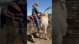 Diego In the hay ring