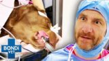 Dog's Shocking Bones: Under The Knife For Hip Replacement Surgery | Bondi Vet