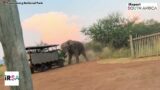 Elephant attack game viewer vehicle with tourist at Pilanesberg National Park