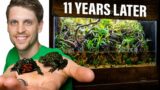 Fire-Bellied Toads 11 Years Later – An Emotional Journey