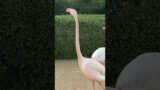 Flamingo Fantasia.Elegant Waders of the Marshlands.#flamingo #beauty #nature #shortvideo #viralvideo