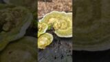 Fungi Fantasia: Turkey Tail Tales #mushroom  #woods #ontario