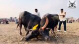 Giant bull fighting in public goes crazy