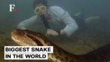 Gigantic New Anaconda Species Discovered in Amazon Rainforest