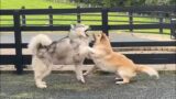 Golden Retriever Reacts To Husky And I have To Stop It! Sometimes They Go Too Far!!