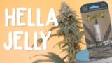 Hella Jelly Seed to Harvest –  The Humboldt Seed Company | Vipar Spectra KS5000 LED Grow Light