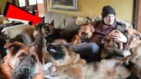 Home alone with 6 German Shepherds