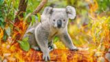 How Kola's Survive Australia's Extreme Heat And Fires | WILD 24 | Real Wild