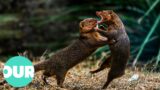 How a Mongoose Gang Fights Off Snakes in the Wild | Our World