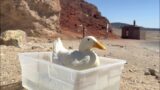 I took my duck to Death Valley
