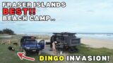 K'GARI (FRASER ISLAND) | is Eli Creek worth the HYPE? We CAN'T BELIEVE this happened! Dingo Invasion