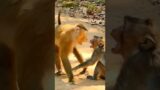 Little monkey troublemaker.. one armed monkey. fun time. viral monkey shorts. viral monkey video