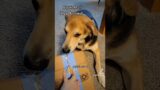 Mail Time #books #dog #pet #cute #help #Amazon #delivery #girl #husky #germanshepherd #sweet