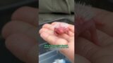Miracle of life #shortvideo #animals #rescue #hedgehog #shorts