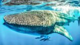 NEVER Thought THIS Would Happen to ME!! ~ Fraser Island Whale Shark