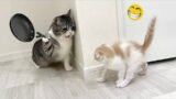 New Funniest Animals Videos of 2024 – Funny Cats and Dogs