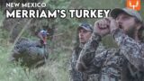 New Mexico Merriam's Turkey | The Element