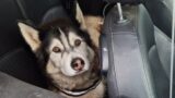 Old Husky Gets Amazing Day Out!