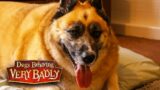 Overweight Buddy is putting owner's life on pause