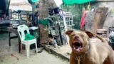 PITBULL Breeder MAULED to Death!?!?! Why Did this Happen??