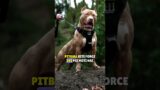Pitbull Vs Husky Comparison Who will Win | Real Dog Fight till death | #pitbulldogvideo #huskypower