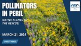 Pollinators in Peril; Native Plants to the Rescue! Native Gardening 101 and Native Plant Giveaway