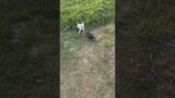 Puppy vs Duck fight #funny #short #video  #youtubeshorts