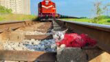 Rescue abandoned kittens on the tracks thought they couldn't survive but a miracle happened