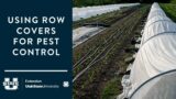 Row Covers for Pest Control