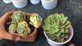 SUMMERS HAVE STARTED BE EXTRA CAREFUL WHILE HANDLING SUCCULENTS | SUCCULENT CARE TIPS