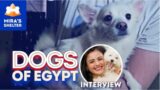Sheltering dogs against all odds: The unexpected journey of Mira Gamal