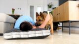 Sleeping in a dog bed with food in front of a German Shepherd Rocky